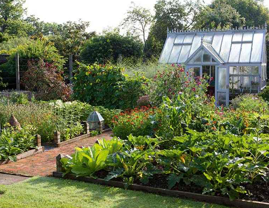 Growing These Plants Will Help You Treat Many Diseases