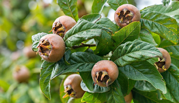 7 Least Known About Medlar Fruit
