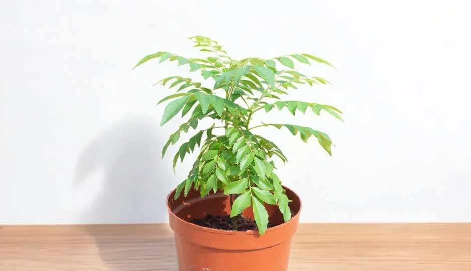 13 Benefits of Meetha Neem for Skin and Hair