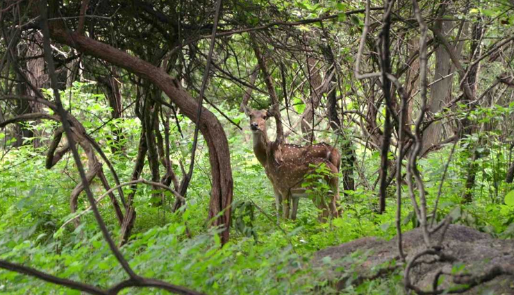 meghalaya,places to visit in meghalaya,cherrapunji,balpakram national park,living root bridge,elephant hills,shillong