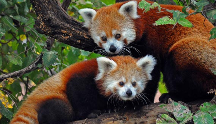 meghalaya,places to visit in meghalaya,tourist attractions in meghalaya,cherrapunji,double decker living root bridge,nohkalikai falls,eco park,nokrek national park,seven sisters falls