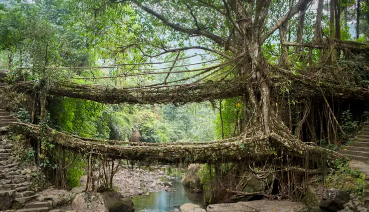 meghalaya,places to visit in meghalaya,cherrapunji,balpakram national park,living root bridge,elephant hills,shillong
