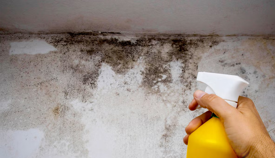 7 Tips To Get Rid of Mildew from Any Surface