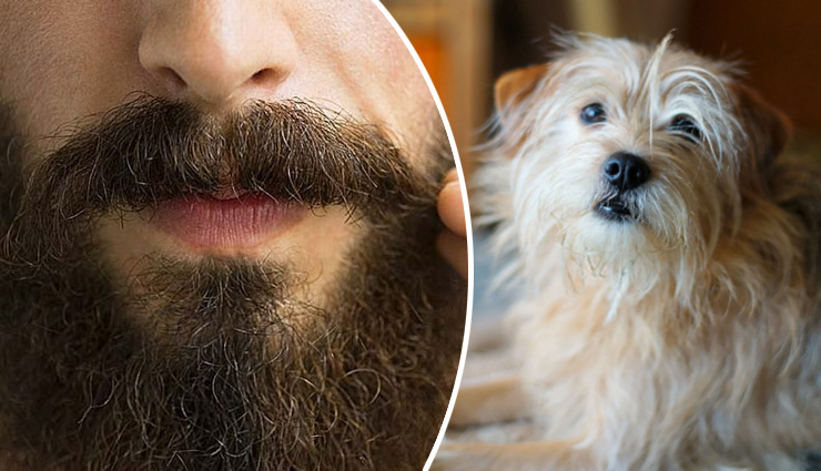 कुत्तों के बालों से ज्यादा पुरुषों की दाढ़ी में पाए गए बैक्टीरिया, जानें इसकी सफाई का सही तरीका 