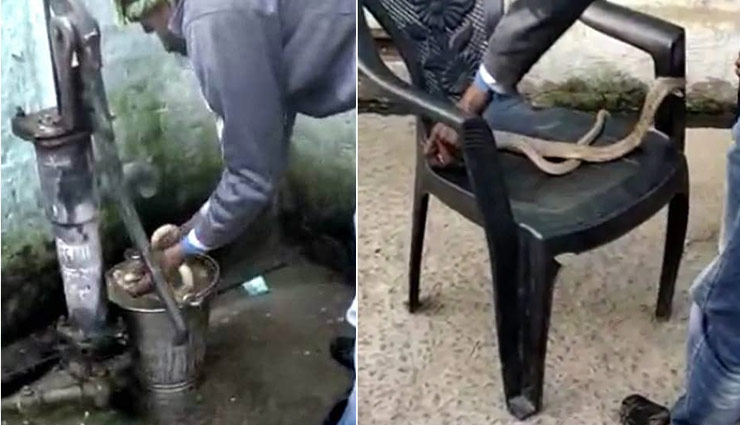 snake,viral video,playing with snake,poisonous,chhapra,bihar,weird news