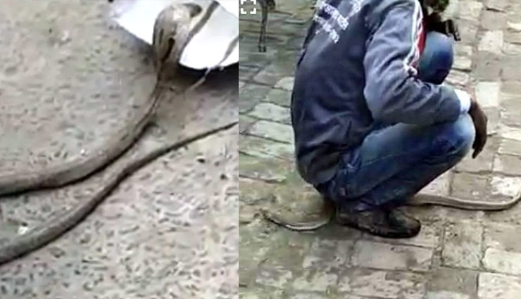 snake,viral video,playing with snake,poisonous,chhapra,bihar,weird news