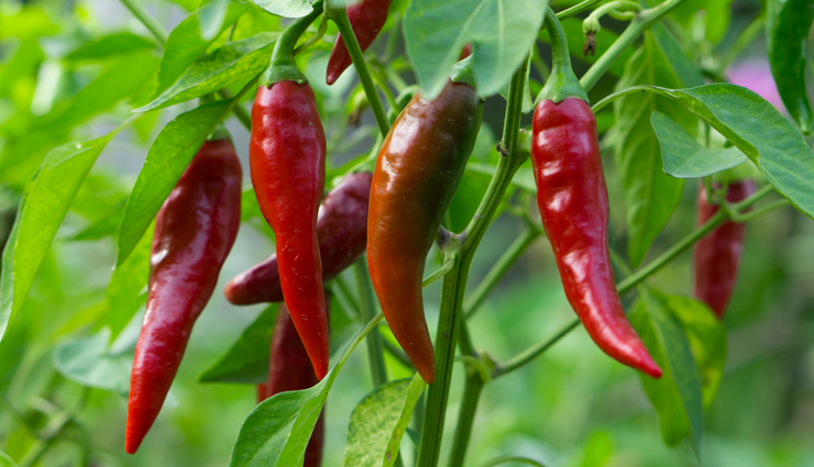 metabolism,foods to boost metabolism,Health tips,fitness tips