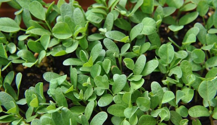 herbs that you must have in your kitchen,must have herbs,herbs for kitchen,household tips,curry leaves or meethi neem,bay leaves or tej patta,pudina,methi