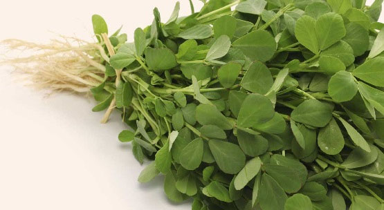 health benefits,health benefits of fenugreek leaves,fenugreek leaves,Health tips,methi leaves