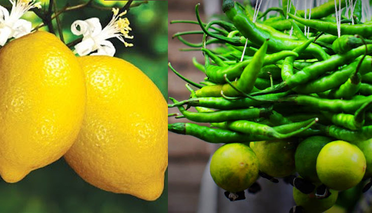 astrology,astro tips,5 astro tips of lemon,lemon tips for astrology,benefits of lemon and green chilly