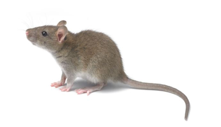 household,5 tips to keep rats away from home,rats,mouse,remedies to get rid of rats,home remedies to get rid of rats,what kills rats instantly