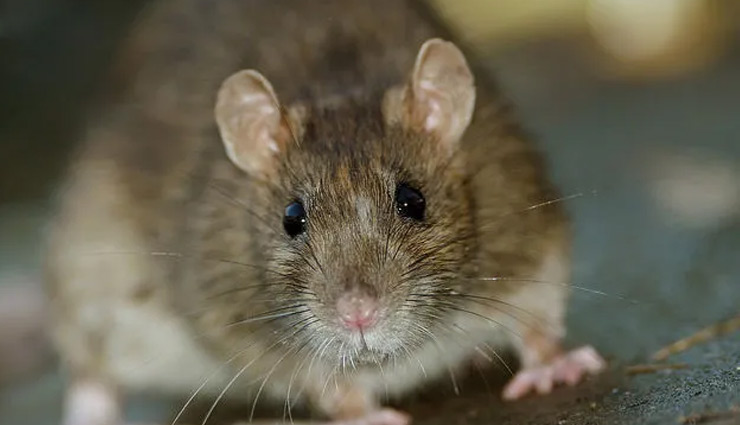UP News: स्वास्थ्य विभाग की लापरवाही! आजमगढ़ में चूहे खा गए मोर्चरी में रखा महिला का शव