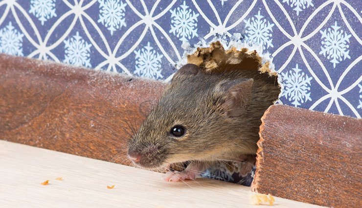 ways to get rid of mice from home,mice from home,household tips