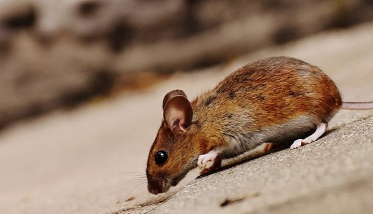 5 Effective Ways To Get Rid of Mice From Home