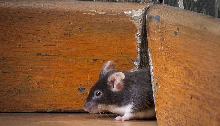ways to get rid of mice from home,mice from home,household tips