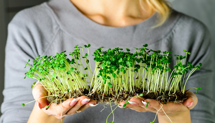 8 Least Known Health Benefits of Microgreens
