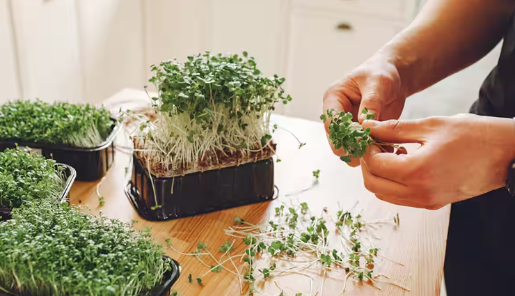 health benefits microgreens,microgreens benefits,nutrient-dense microgreens,vitamins in microgreens,antioxidants in microgreens,heart-healthy microgreens,blood sugar regulation with microgreens,anti-inflammatory microgreens,weight management with microgreens,digestive health and microgreens,microgreens nutrition facts,microgreens varieties,culinary uses of microgreens,urban gardening with microgreens,microgreens cultivation,health benefits of specific microgreen varieties (e.g.,kale microgreens,radish microgreens),microgreens for immune support,microgreens for bone health,microgreens for cholesterol management,microgreens and diabetes management,microgreens for inflammation relief