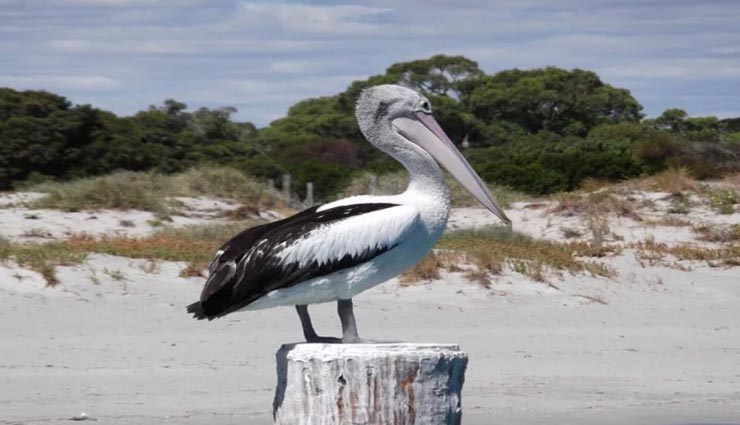 कर्नाटक का यह गांव प्रवासी पक्षियों को मानता हैं बेटी की तरह, रखते हैं हर सुविधा का ख्याल