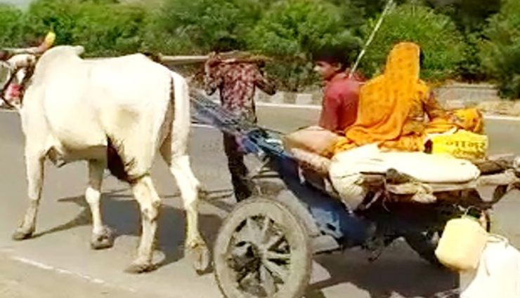 लॉकडाउन / बैलगाड़ी के लिए बैल बना युवक, परिवार को लेकर खींची गाड़ी