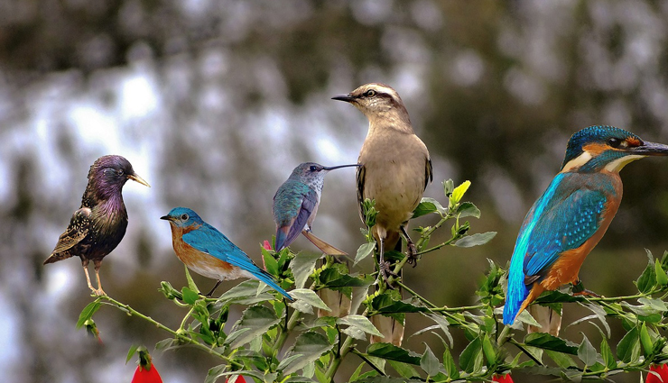 spot migratory birds,spot migratory birds in india,migratory birds during winter,the wildscapes of nameri and manas,assam,demoiselles,rajasthan