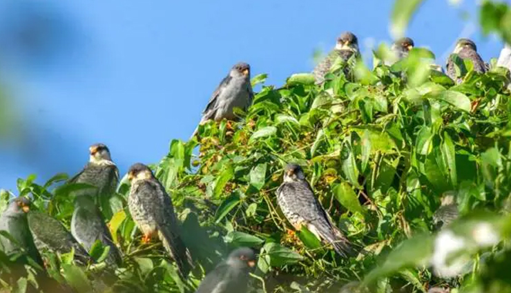 spot migratory birds,spot migratory birds in india,migratory birds during winter,the wildscapes of nameri and manas,assam,demoiselles,rajasthan