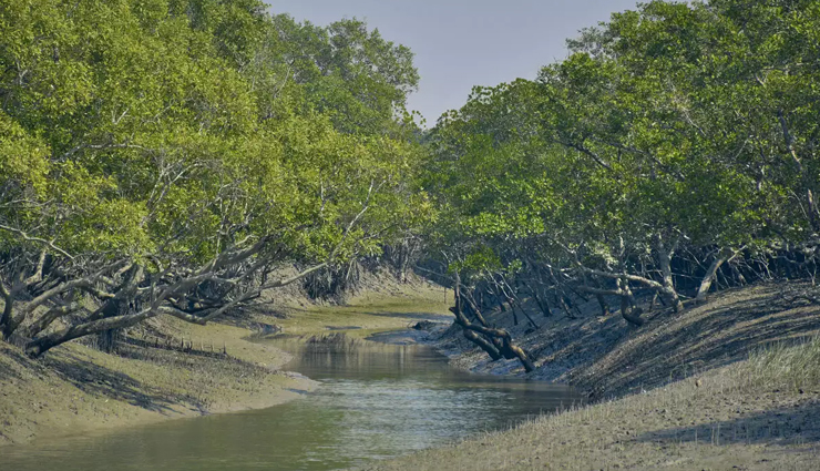 spot migratory birds,spot migratory birds in india,migratory birds during winter,the wildscapes of nameri and manas,assam,demoiselles,rajasthan