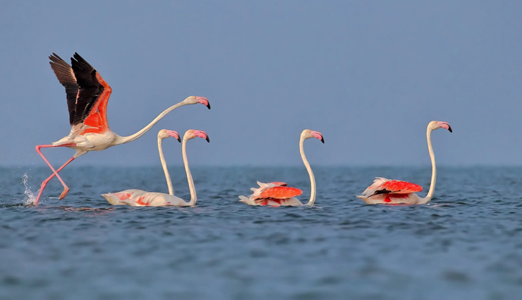 spot migratory birds,spot migratory birds in india,migratory birds during winter,the wildscapes of nameri and manas,assam,demoiselles,rajasthan