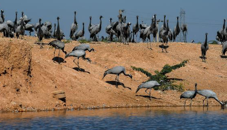 spot migratory birds,spot migratory birds in india,migratory birds during winter,the wildscapes of nameri and manas,assam,demoiselles,rajasthan