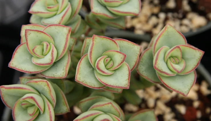 मन को सुकून और शांति देने वाले ये 5 पौधे घर में करेंगे धन का आगमन fengshui tips,fengshui tips in hindi,plants for money