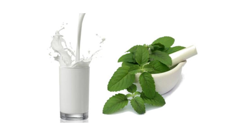 health benefits of milk and tulsi,milkand tulsi benefits,Health tips
