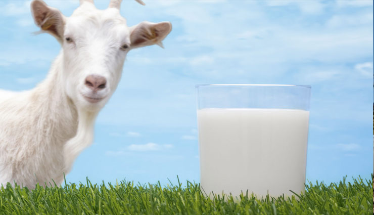 health benefits of goat milk,goat milk benefits,Health tips ,बकरी का दूध