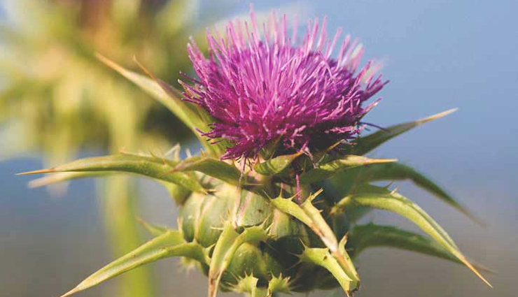 hepatitis b,natural remedies for hepatitis b,Health,liver,health news