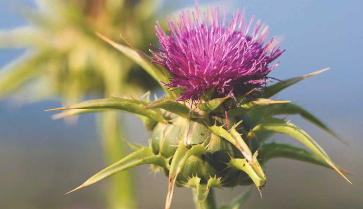 home remedies for detox,natural detoxification methods,boost immunity naturally,detox drinks for immunity,hydration for toxin removal,lemon water detox,herbal teas for detox,green tea detox benefits,dandelion root tea detox,fiber-rich foods for detox,cruciferous vegetables detox,antioxidant foods for detox,berries for detoxification,turmeric detox benefits,probiotics for detox,yogurt for gut health,exercise for toxin removal,adequate sleep for detox,deep breathing for detox,pranayama for detox,dry brushing benefits,detox baths with epsom salt,apple cider vinegar detox bath,herbal supplements for detox,milk thistle detox benefits,ginger for body cleanse,avoid processed foods for detox,limit alcohol for better detox,reduce caffeine intake,natural ways to enhance immunity,toxin removal home remedies,holistic detox methods