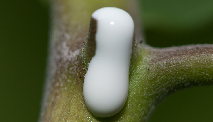 genital warts at home,treatment of genital warts at home,genital warts,genital warts,warts treatment