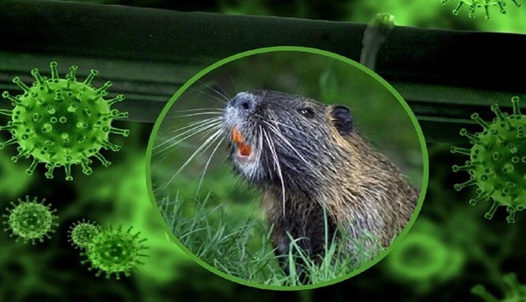 Health tips,health tips in hindi,covid 19,corona and mosquito,health research,corona research,coronavirus