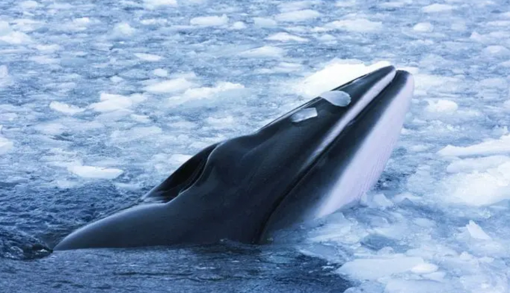 monterey bay whale watching,whale species in monterey bay,blue whales in monterey bay,killer whales in monterey bay,gray whale migration,humpback whales in monterey bay,minke whales in monterey bay,fin whales in monterey bay,bairds beaked whale sighting,whale watching season,whale behavior in monterey bay,best time for whale watching,whale habitat in monterey bay,marine sanctuary in monterey bay,monterey bay wildlife,unique whale sightings,best places for whale watching,guided whale watching tours,conservation of whales in monterey bay,sustainable whale watching