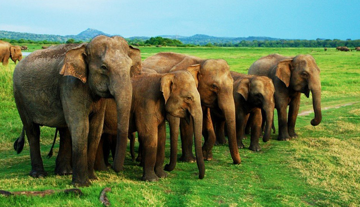 wildlife sanctuaries sri lanka,best wildlife encounters sri lanka,wilderness of wildlife exploration,sri lanka wildlife adventures,sanctuary wildlife experiences,top wildlife spots in sri lanka,encountering wilderness in sri lanka,explore sri lanka wildlife sanctuaries,sri lanka diverse wildlife encounters,wildlife conservation in sri lanka