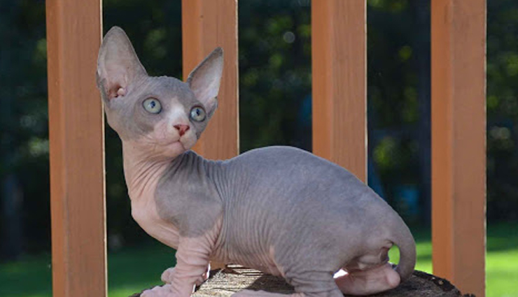 cat breeds,weird cat breed,cat,wild cat,holidays