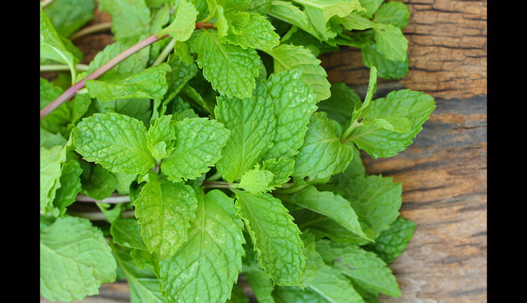 plants to keep flies away,tips to get rid of flies,basil,lemongrass,lemon thyme,mint,rosemary