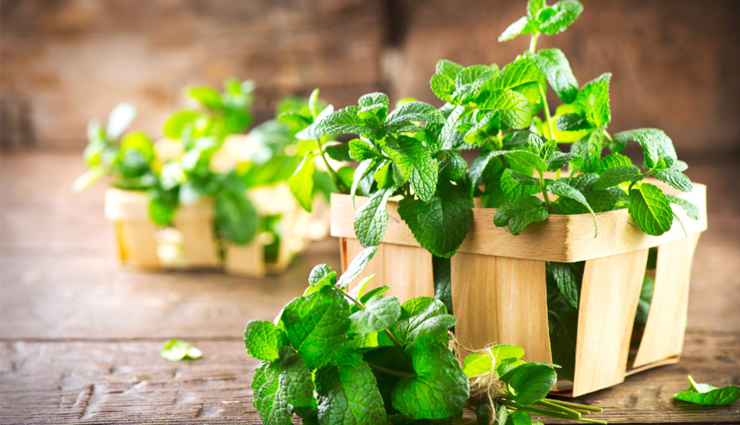 medicinal herbs to plant in your kitchen garden,household tips