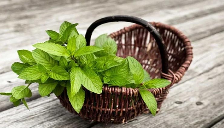 Summer Special : गर्मियों में सेहत बनाए रखेगा पुदीना, जानें कैसे करें इसका इस्तेमाल 