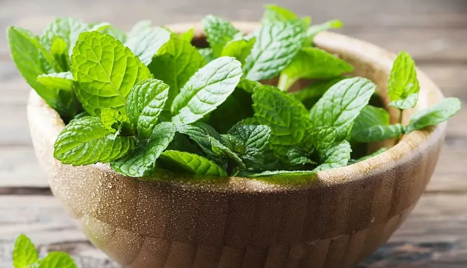  सेहत के लिए किसी वरदान से कम नहीं पुदीने का पानी, रोजाना पीने से गैस और ब्लोटिंग से मिल सकती है राहत