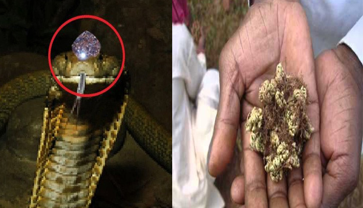 ये चमत्कारिक चीजें अगर आपको मिल जाये तो चमक जायेगी आपकी किस्मत