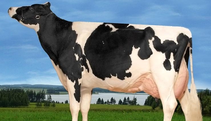 दुनिया के 5 सबसे महंगे जानवर
most expensive animals,expensive animal in world,green monkey,yuvraj,missmissi,tibetan mastiff,sir lancelot encore