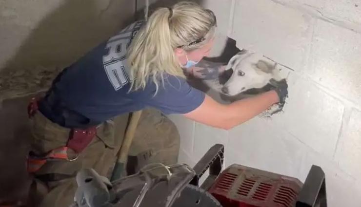 आवाज आने पर हुआ खौफनाक खुलासा, दीवार में फंसा मिला 5 दिन से लापता हुआ कुत्ता 