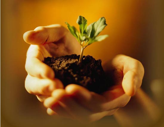 5 Mistakes To Avoid During Planting Vegetable at Home