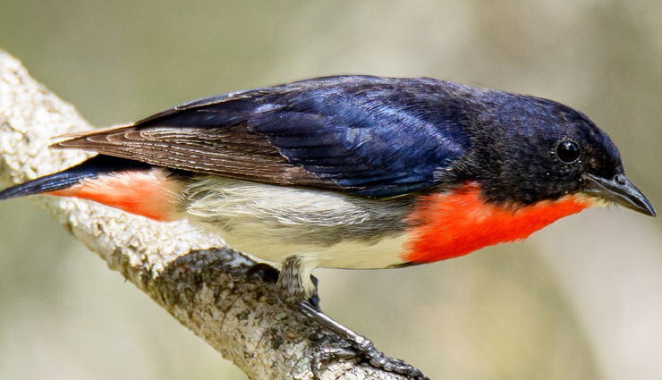 australian unique wildlife,bizarre wildlife australia,unusual animals down under,extraordinary wildlife of australia,quirky australian fauna,weird and exotic creatures australia,fascinating wildlife encounters,australias peculiar wildlife,strange animals of the land down under,astonishing australian fauna