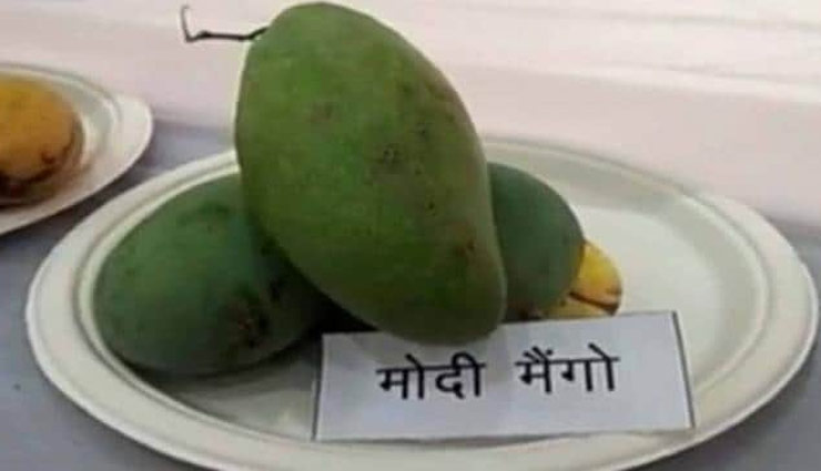 लखनऊ के आम फेस्टिबल में छाया 'मोदी मैंगो', वजन 450 ग्राम
