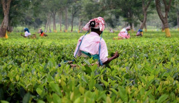 tea estates in assam,assam tea gardens to visit,popular tea estates assam,cultural significance assam tea,economic impact assam tea gardens,tea cultivation in assam,assam tea industry,sustainable tea estates assam,organic tea gardens assam,eco-friendly tea farms assam,ethical tea cultivation assam,must-visit tea estates in assam,top tea gardens in assam,guide to assam tea estates,touring assam tea plantations