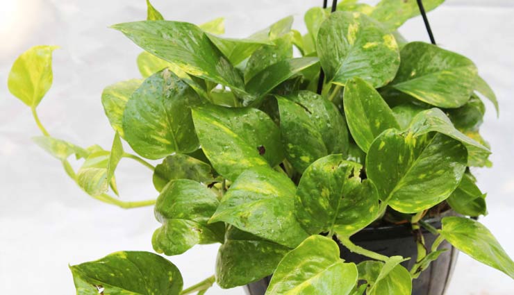 मनीप्लांट का पौधा लाता है घर में सकारात्मकता, जानें इसके फायदे money plant in home,why to keep money plant in home,benefits of money plant in home,money plant,household tips,home decor